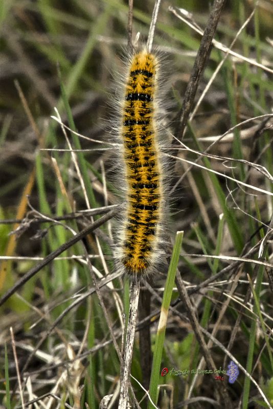 Oruga de Lasiocampa trifolii  Reducc.jpg